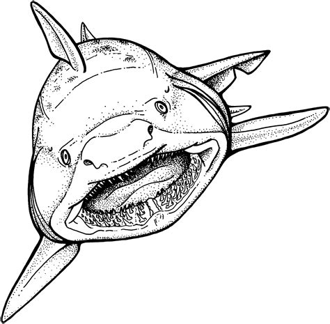 Printable Picture Of A Shark